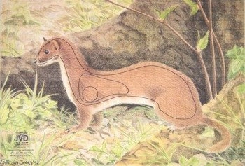 Zielscheibe 2D Wiesel