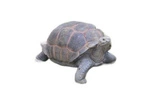 NATUR FOAM 3D TARGET GIANT TURTLE
