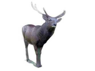 NATUR FOAM 3D TARGET SIKA DEER