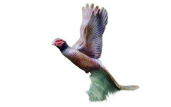 NATUR FOAM 3D TARGET PHEASANT - SOARING
