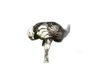 NATUR FOAM 3D TARGET OSTRICH