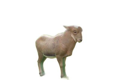 NATUR FOAM TARGETS 3-D IBEX - STANDING