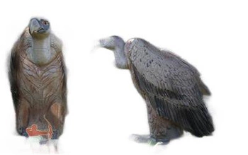 NATUR FOAM 3D TARGET VULTURE