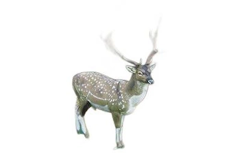 NATUR FOAM 3D TARGET FALLOW DEER