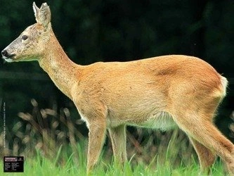 Maximal Zielscheibe Rehgeiß