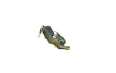 NATUR FOAM 3D TARGET HARE - RUNNING