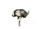 NATUR FOAM 3D TARGET OSTRICH
