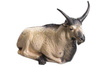 WILD LIFE 3D TARGET POLAR GOAT - BEDDED DIM: 36X27X14CM GROUP 1