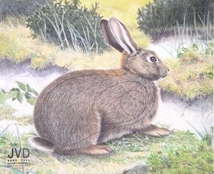 2D Rabbit sustiprintas skydas