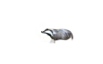 NATUR FOAM 3D TARGET BADGER