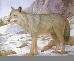 2D Wolf sustiprintas skydas