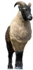 SRT 3D TARGET HIMALAYAN TAHR - GROUP 1 - L133cm H113cm