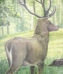 Zielscheibe 2D Hirsch