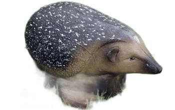 NATUR FOAM 3D TARGET HEDGEHOG