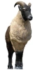 SRT 3D TARGET HIMALAYAN TAHR - GROUP 1 - L133cm H113cm