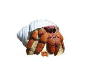 3D INTERNATIONAL 3D HERMIT CRAB