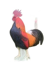 NATUR FOAM 3D TARGET GALLIC ROOSTER