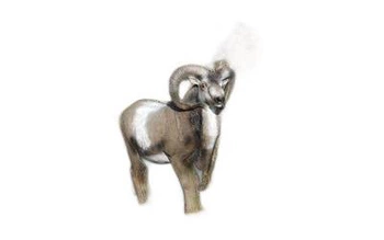 NATUR FOAM 3D TARGET BIGHORN SHEEP - STANDING
