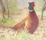 2D fazanu sustiprintas skydas