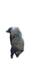 NATUR FOAM 3D TARGET WILD BOAR - CLIMBING