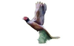 NATUR FOAM 3D TARGET PHEASANT - SOARING