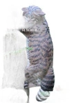 NATUR FOAM 3D TARGET WILD CAT - CLIMBING