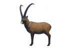 SRT TARGETS 3-D IBEX - GROUP 1 - L97cm H90cm