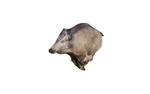 NATUR FOAM 3D TARGET WILD BOAR - RUNNING