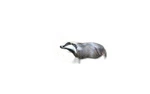 NATUR FOAM 3D TARGET BADGER