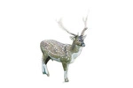 NATUR FOAM 3D TARGET FALLOW DEER